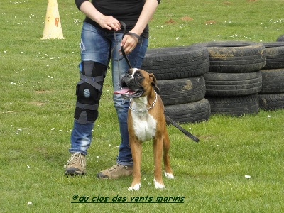 du Clos des vents marins - Expo canine de Libourne