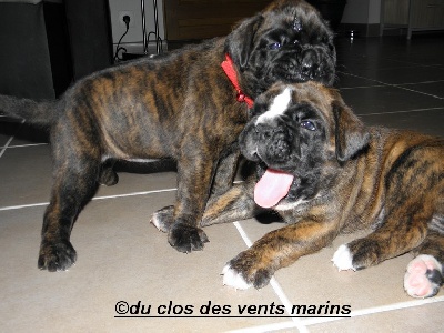 du Clos des vents marins - AU-REVOIR MES BEBES