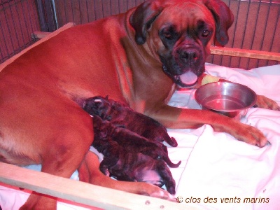 du Clos des vents marins - Les bébés de Calisse sont nés.