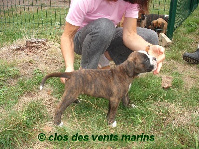 du Clos des vents marins - VOICI  ELEGANCE