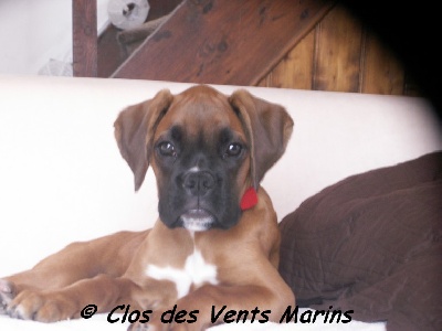 du Clos des vents marins - Confimation de gestation 