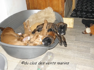 du Clos des vents marins - 2 bébés disponibles