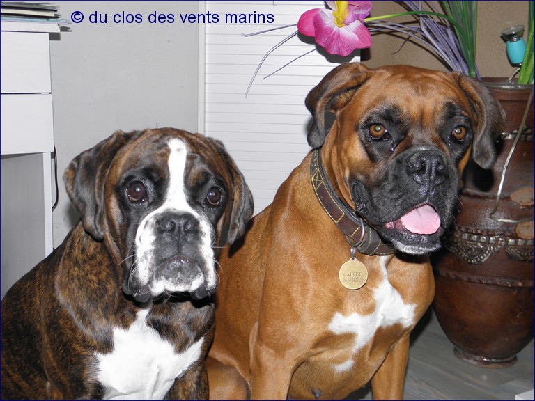 Calisse de la plaine de taussane